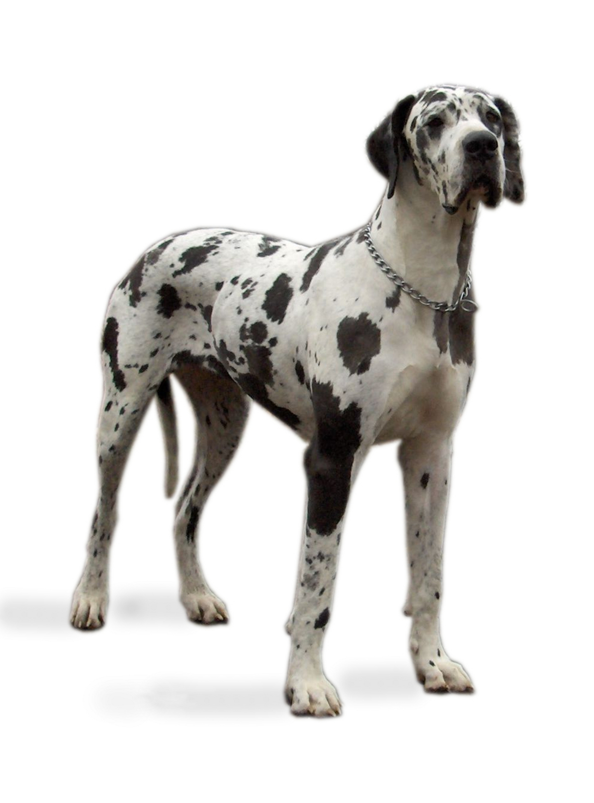 Dogue allemand