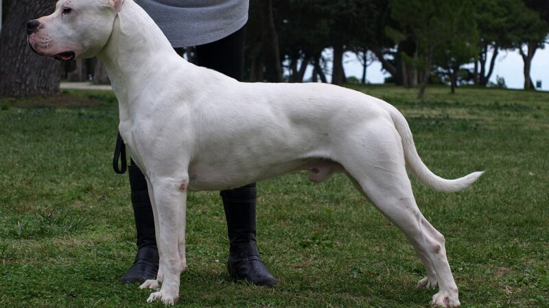 Dogue argentin