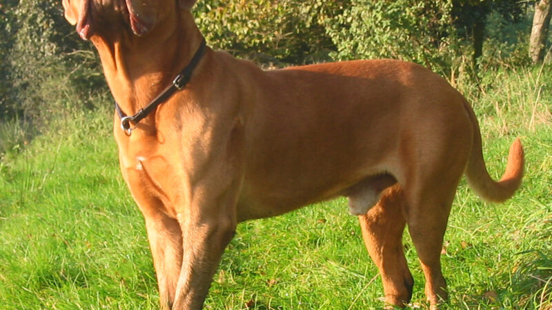 Dogue de Bordeaux fauve debout dans un jardin