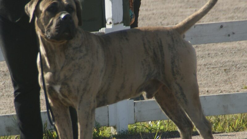 Dogue des Canaries (presa canario)