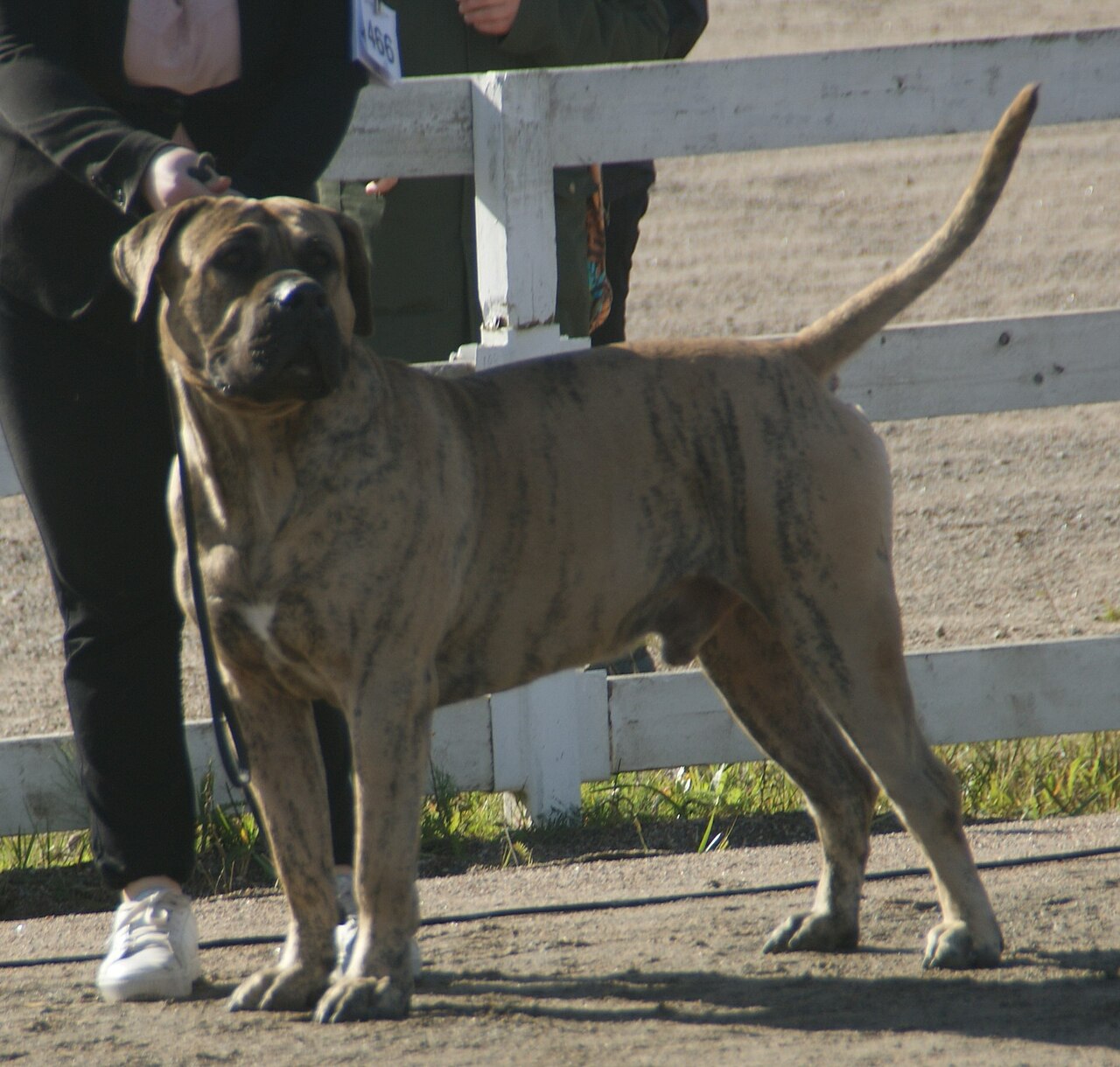 Dogue des Canaries (presa canario)