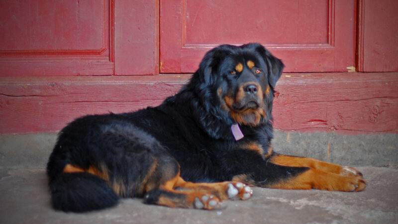 Dogue du Tibet