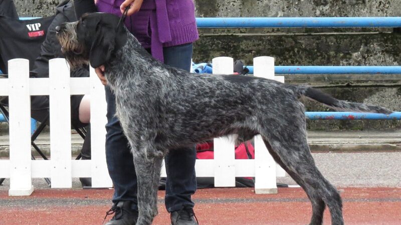 Chien d’arrêt allemand à poil dur (drahthaar)