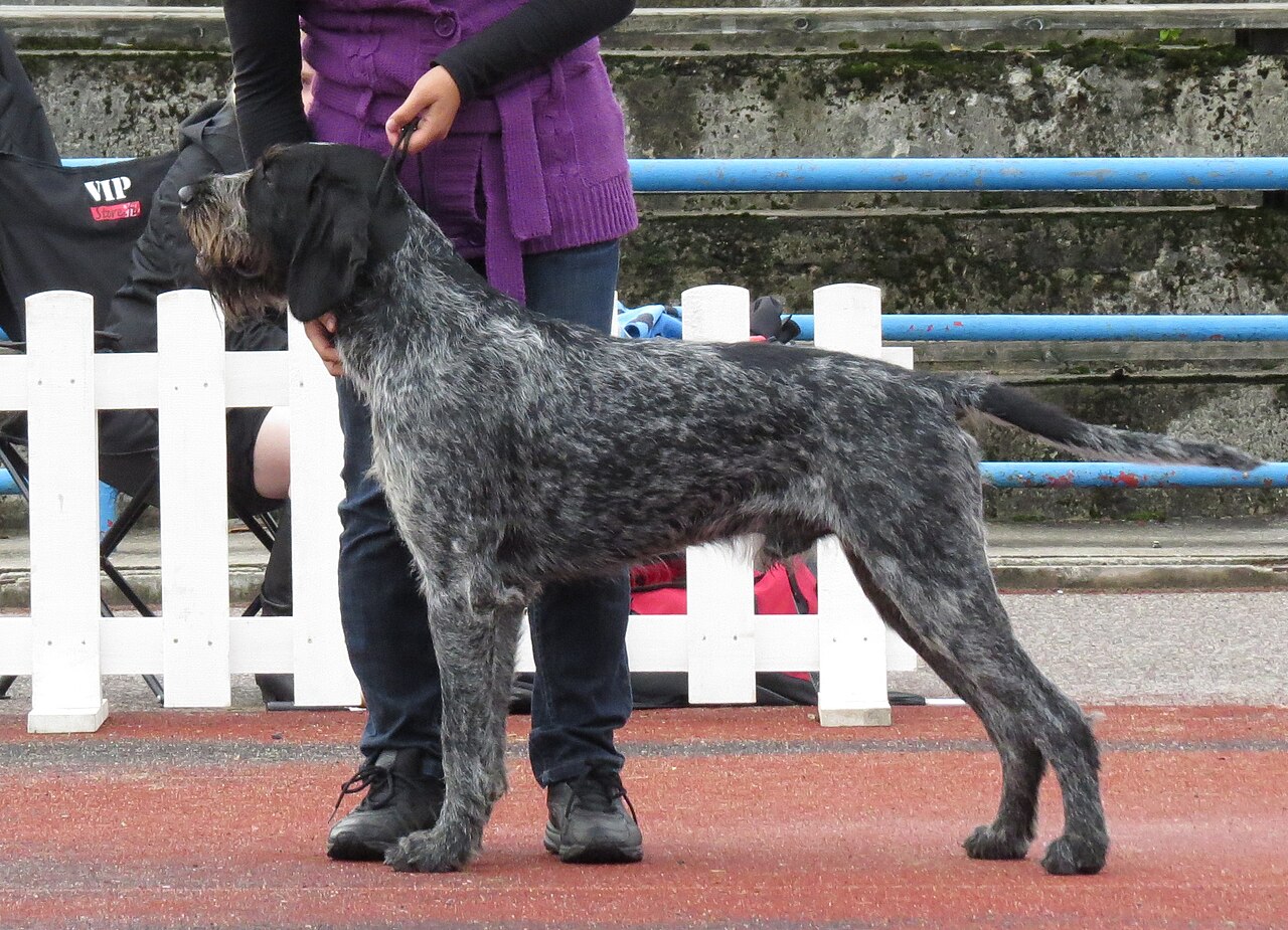 Chien d’arrêt allemand à poil dur (drahthaar)