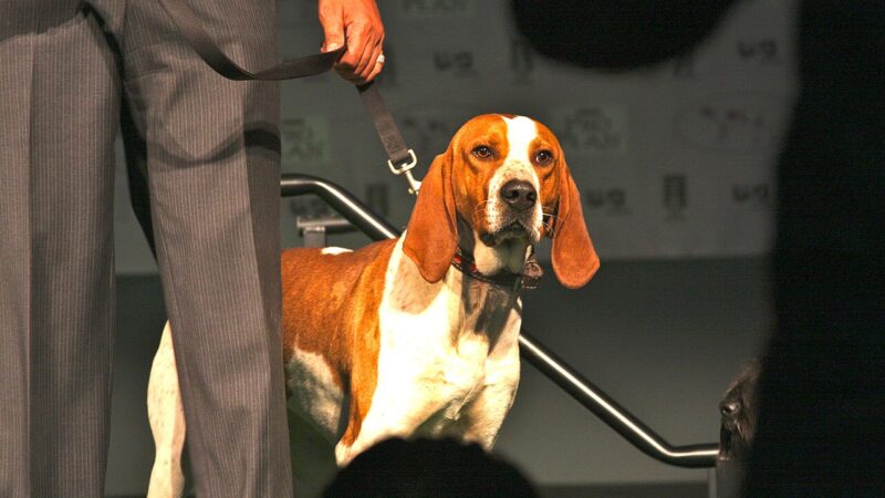 English Coonhound