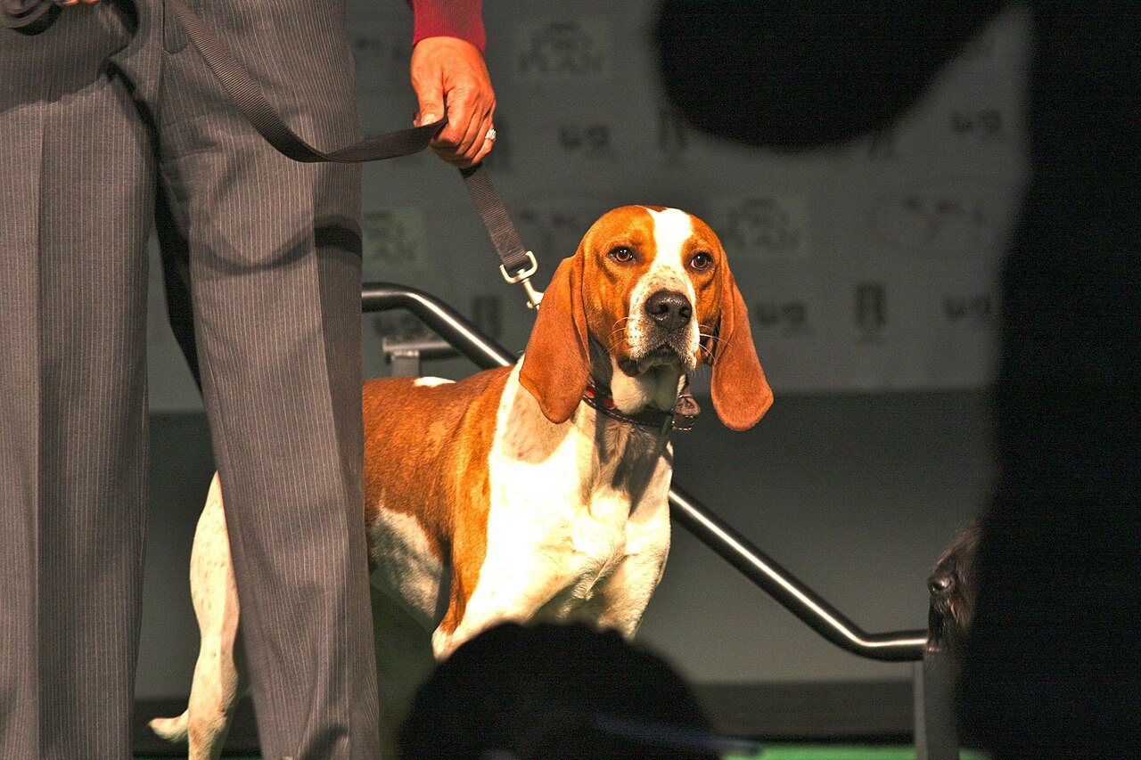 English Coonhound
