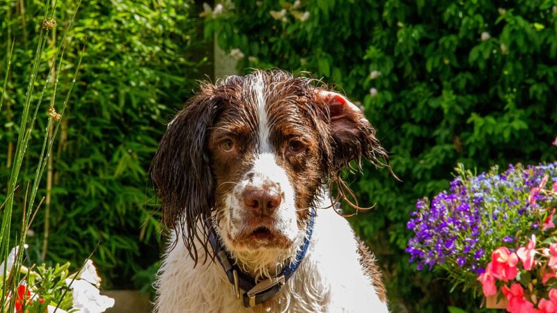 English springer spaniel marron et blanc mouillé, devant des fleurs