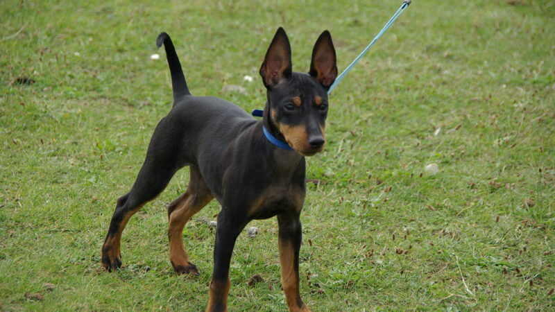 Terrier d’agrément anglais noir et feu (english toy terrier)
