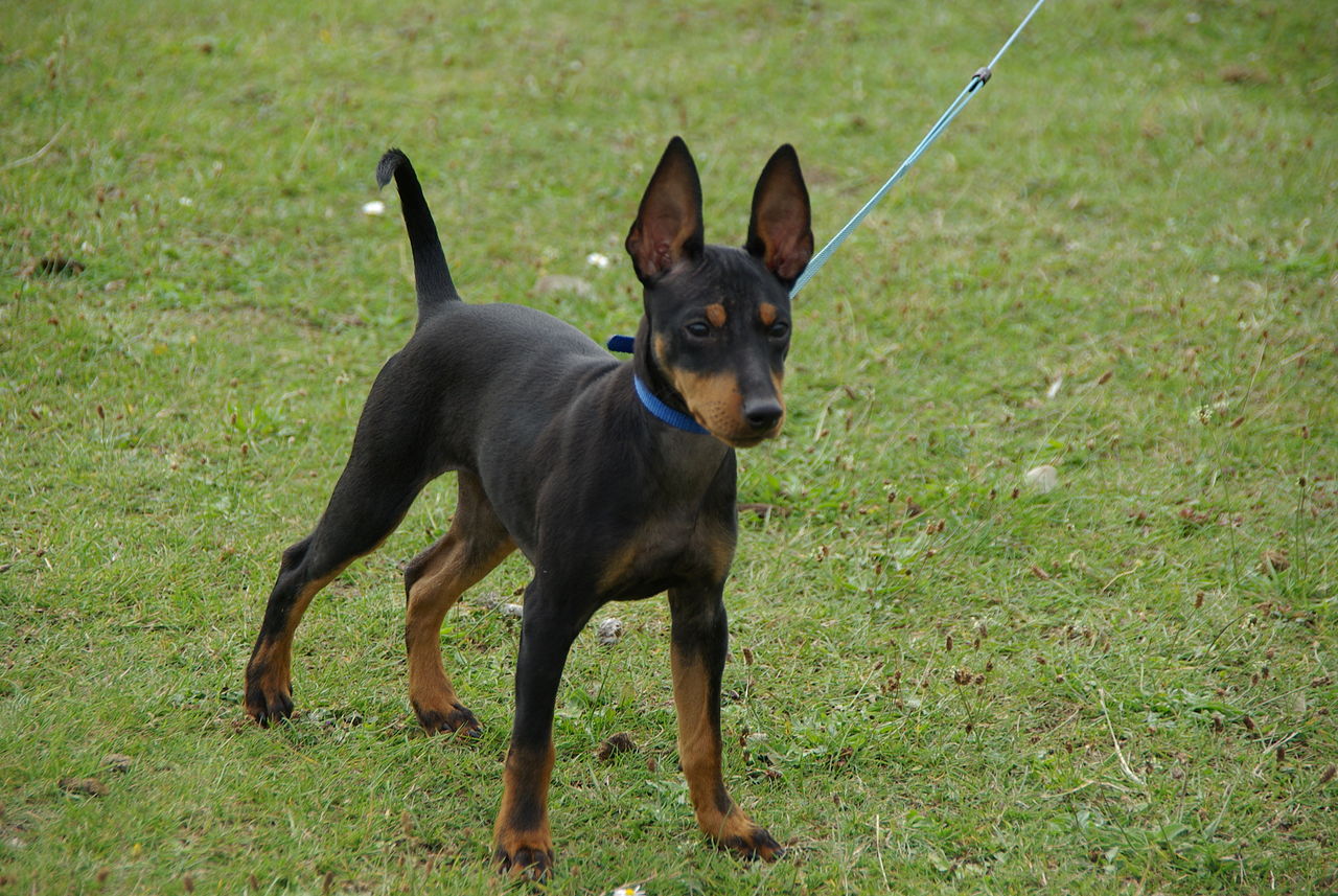 Terrier d’agrément anglais noir et feu (english toy terrier)