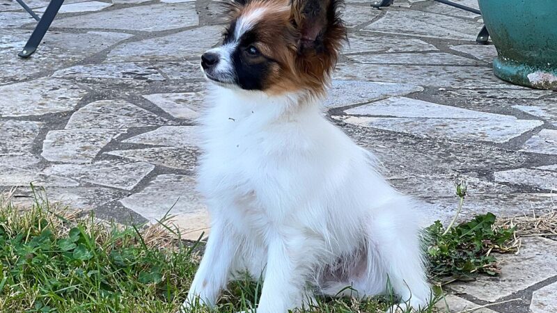 Épagneul nain continental papillon blanc, noir et feu assis sur un dallage