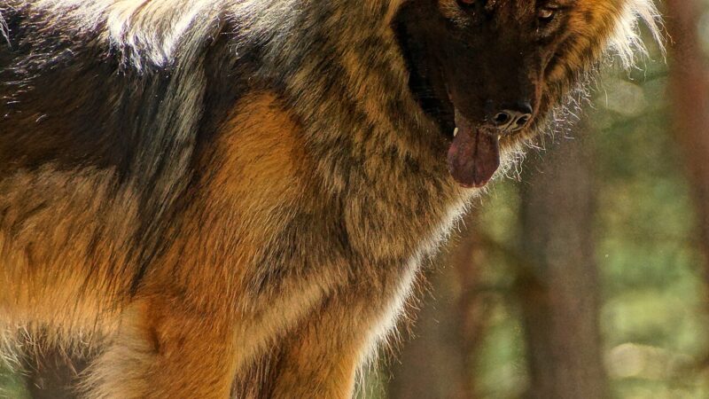 Eurasier