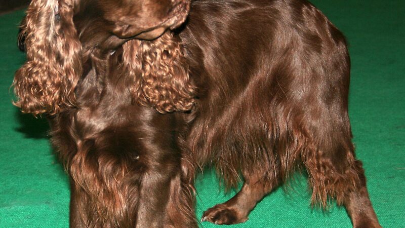 Field Spaniel