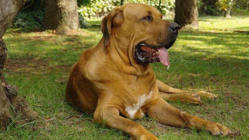 Fila Brasileiro