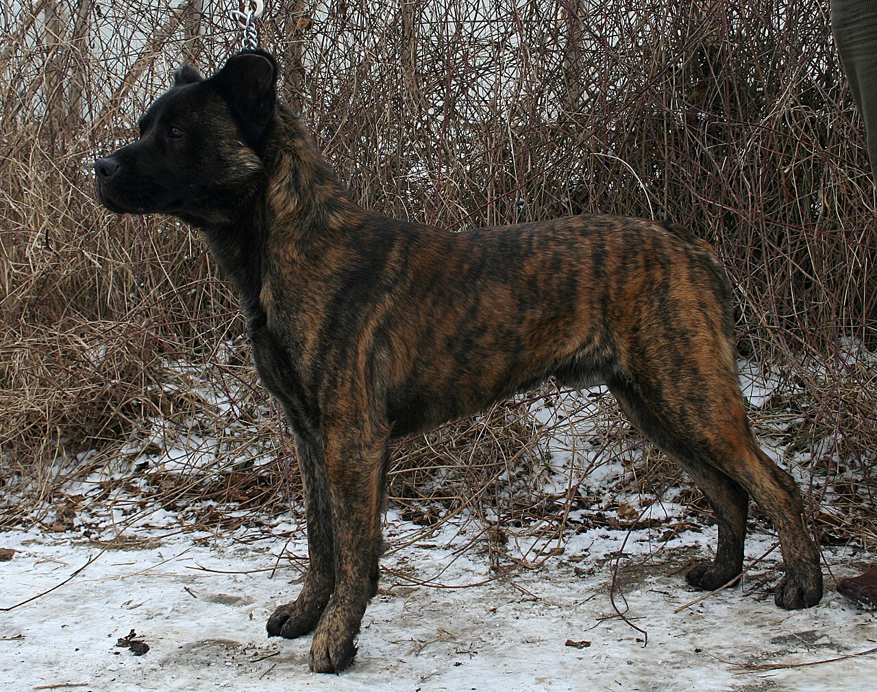 Fila de São Miguel (bouvier des Açores)