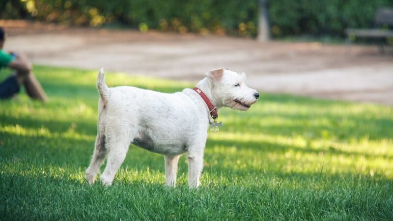 Fox-terrier (poil lisse)
