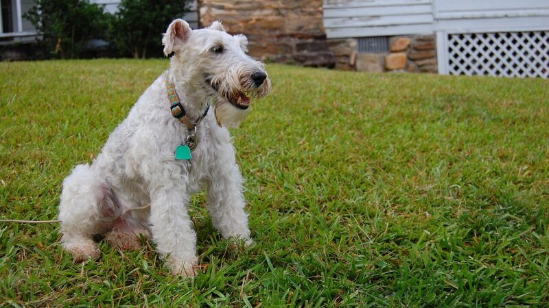 Fox-terrier à poil dur