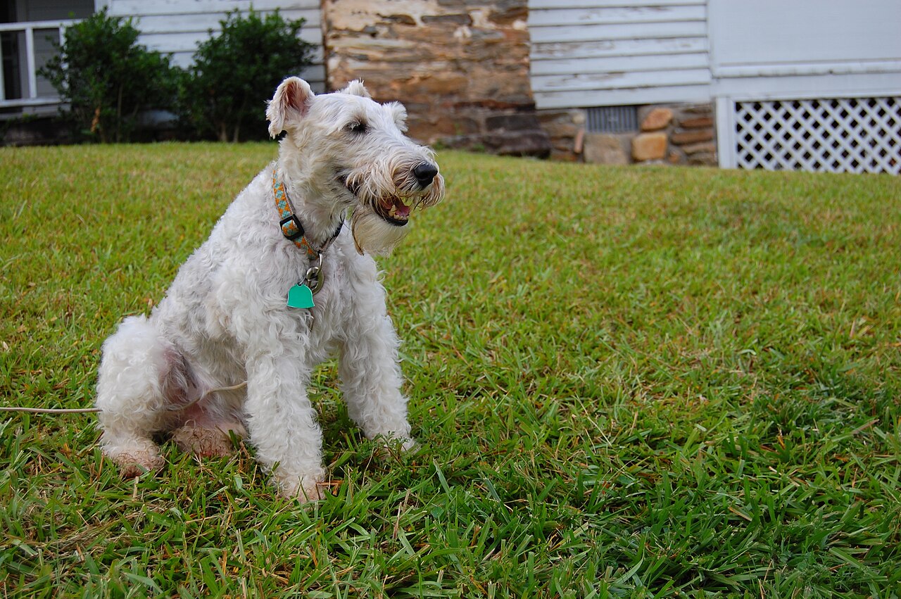 Fox-terrier à poil dur