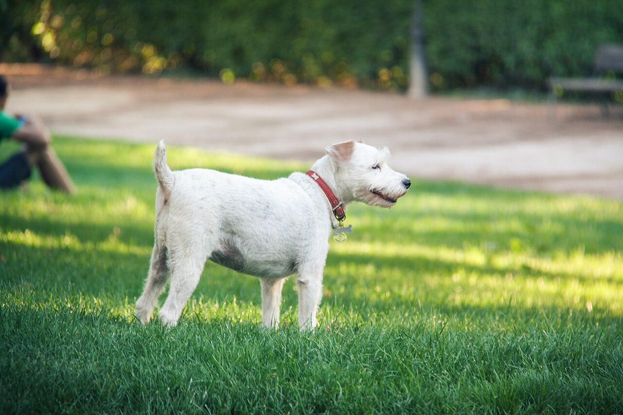 Fox-terrier (poil lisse)