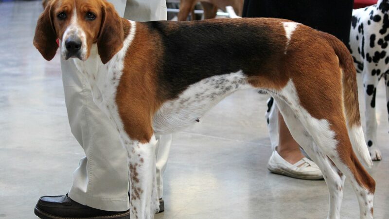 Foxhound américain