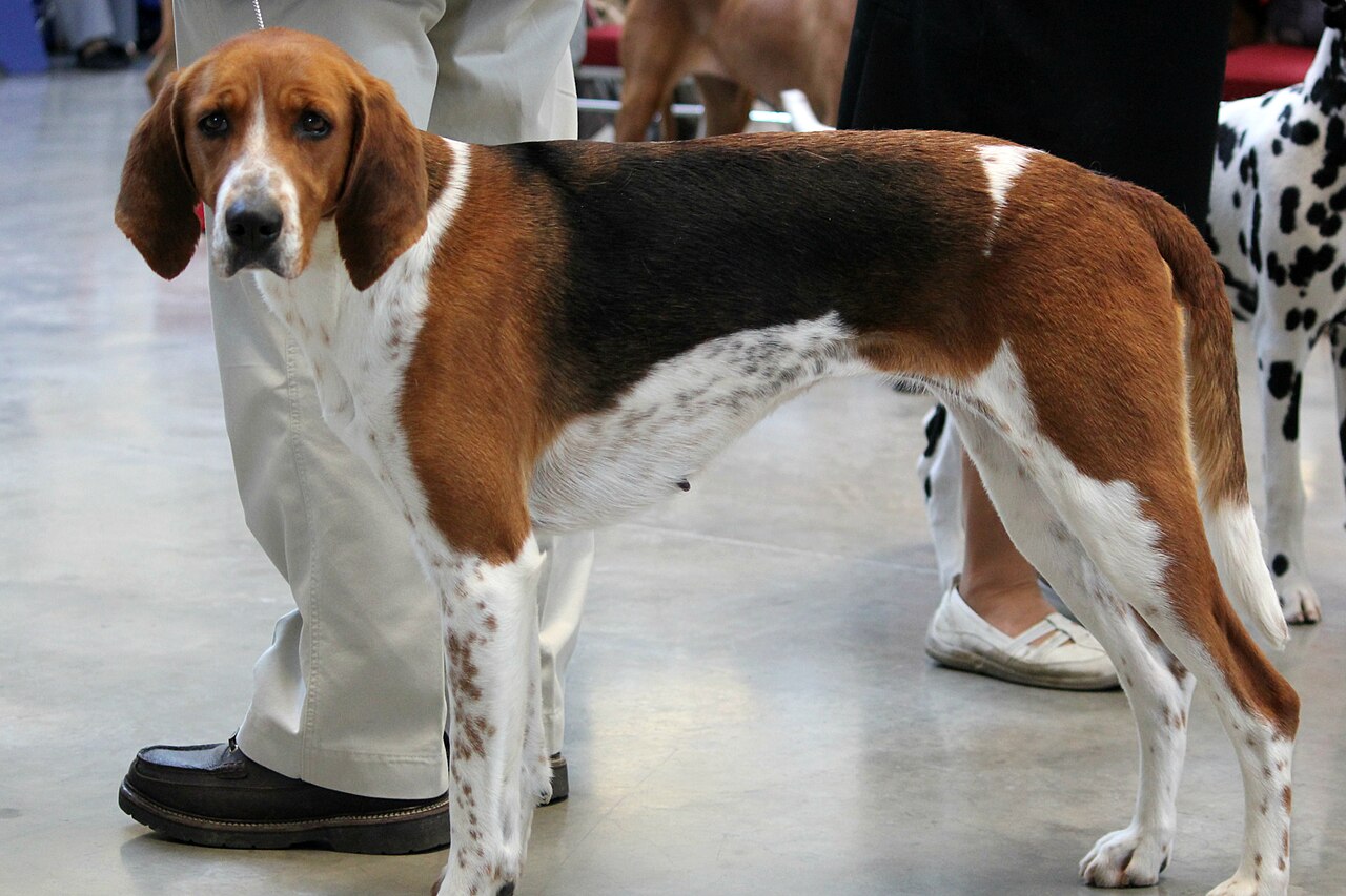 Foxhound américain
