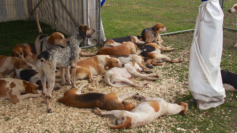 Foxhound anglais