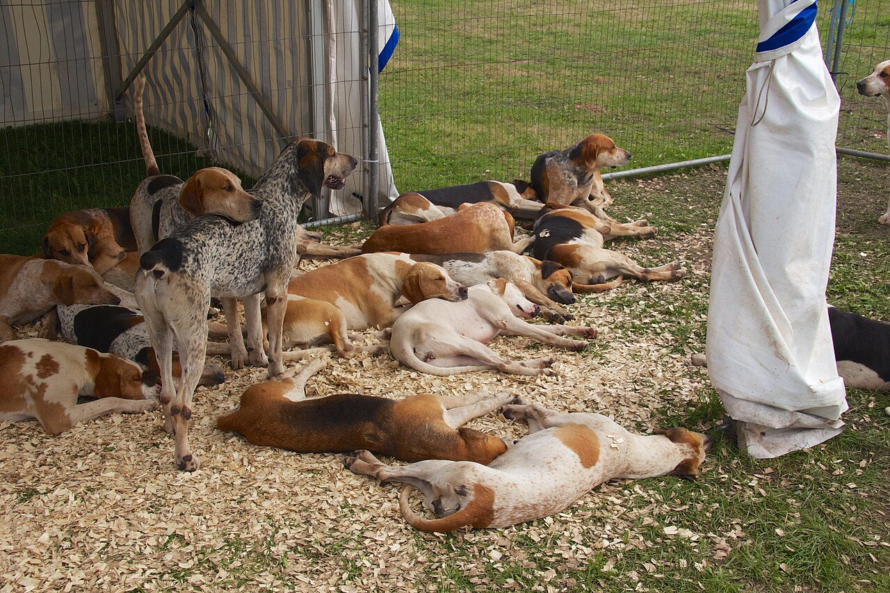 Foxhound anglais