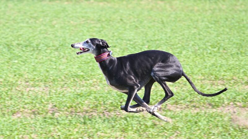 Lévrier espagnol (galgo)