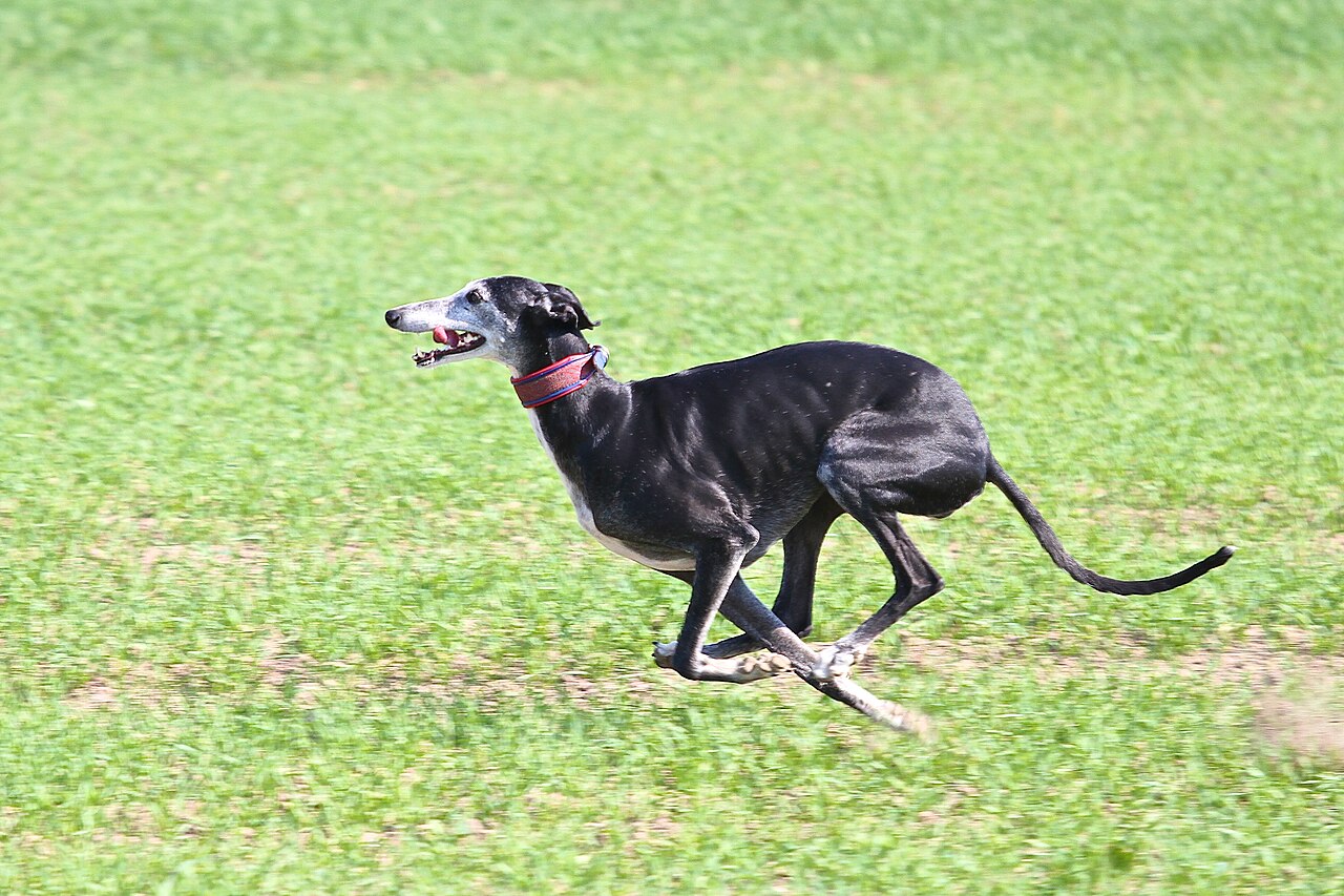 Lévrier espagnol (galgo)