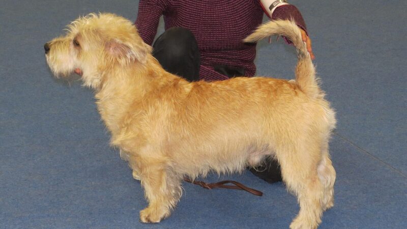 Chien de race Terrier irlandais Glen of Imaal