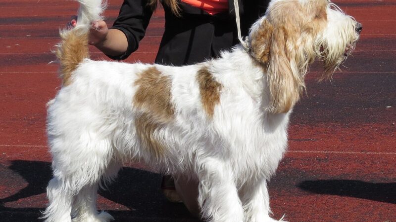 Grand basset griffon vendéen (GBGV)