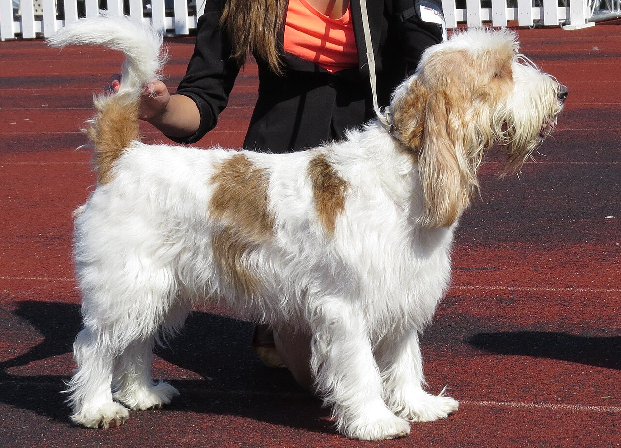 Grand basset griffon vendéen (GBGV)