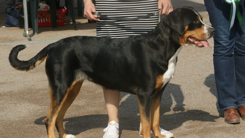 Grand bouvier suisse