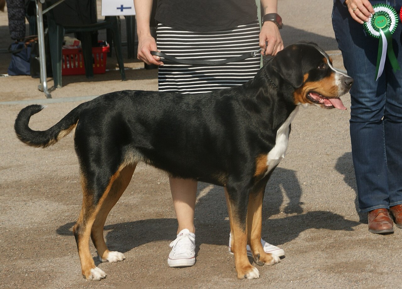 Grand bouvier suisse