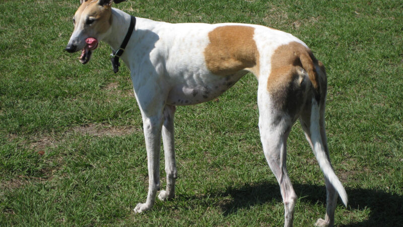 Greyhound (lévrier anglais)