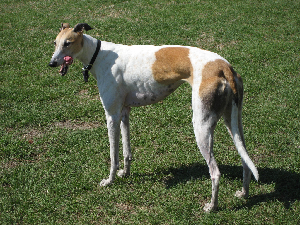 Greyhound (lévrier anglais)