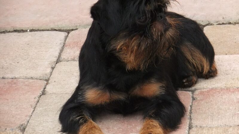 Griffon belge
