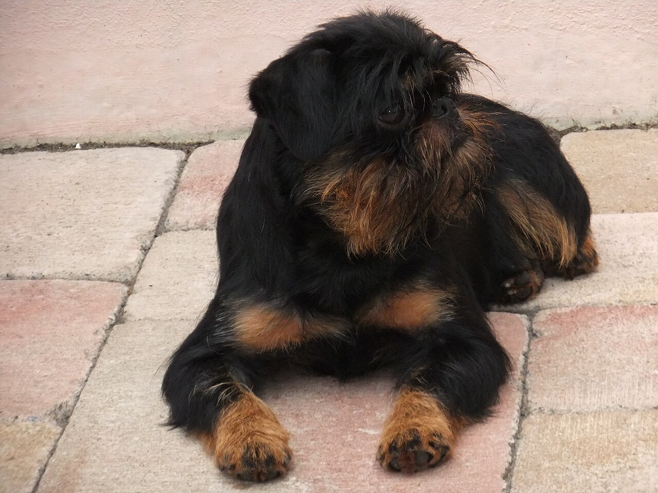 Griffon belge