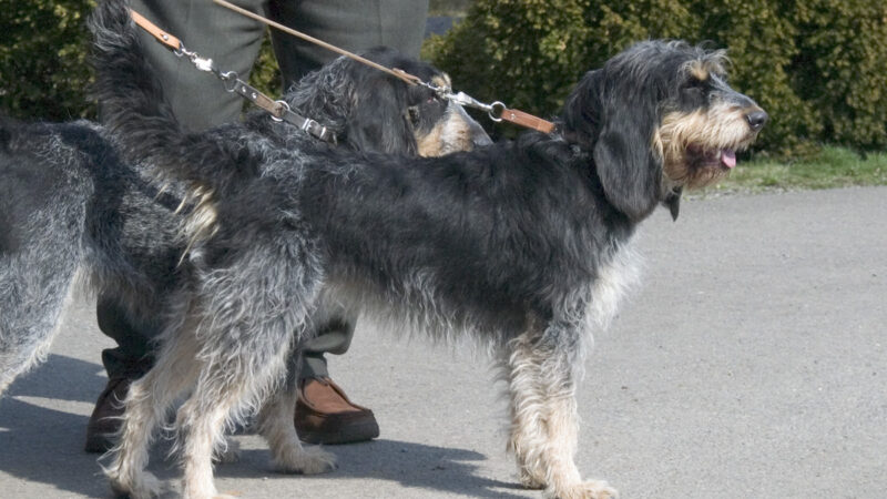 Griffon bleu de Gascogne