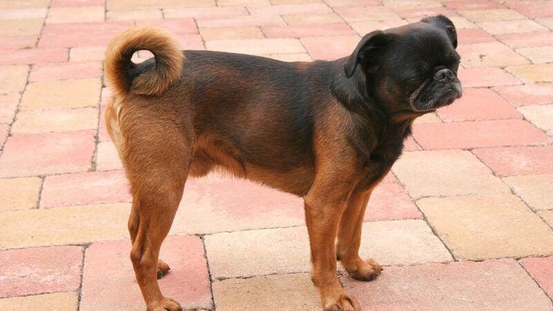 Griffon bruxellois