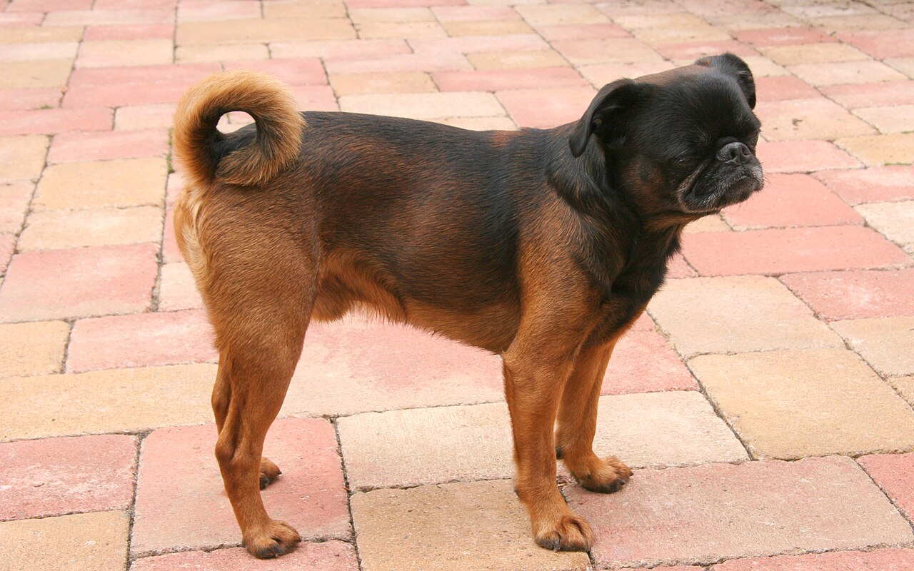 Griffon bruxellois