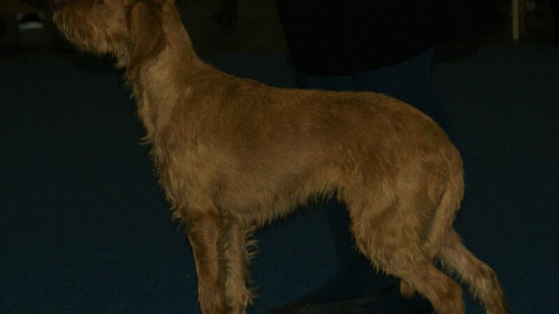 Griffon fauve de Bretagne