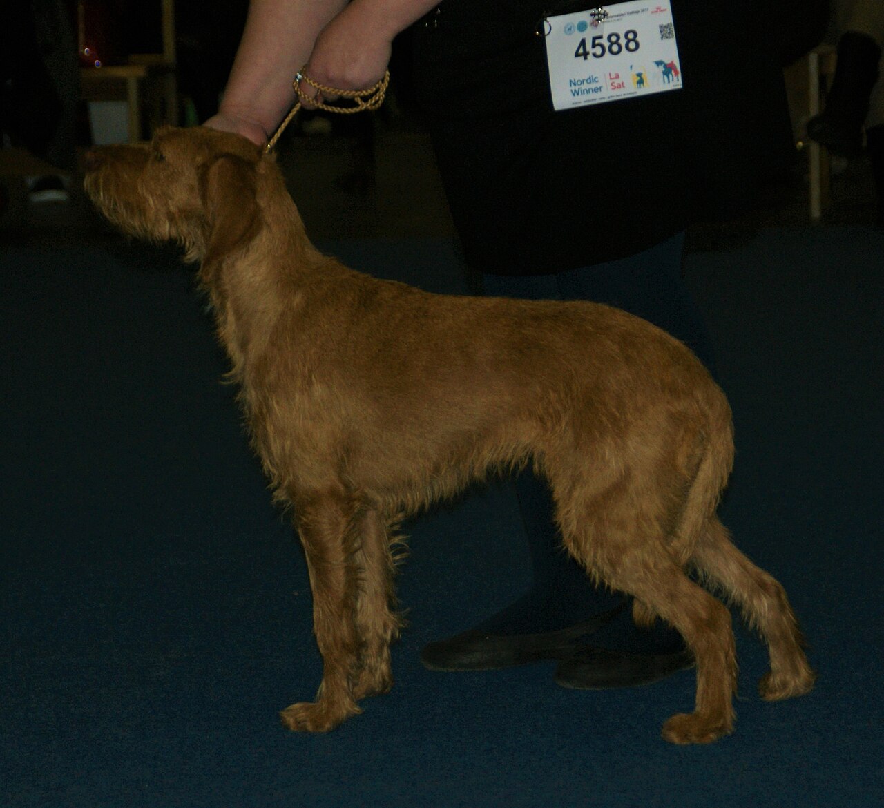 Griffon fauve de Bretagne