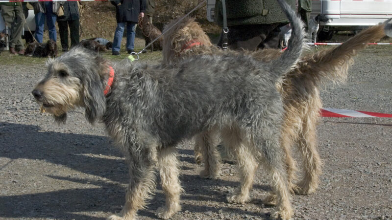 Griffon nivernais