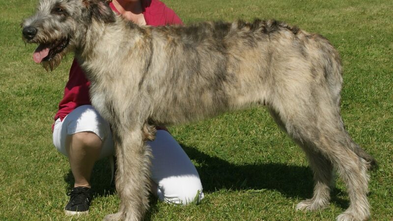 Irish wolfhound gris bringé debout dans l'herbe à côté de sa maîtresse