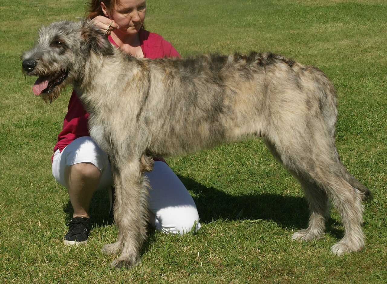 Irish wolfhound