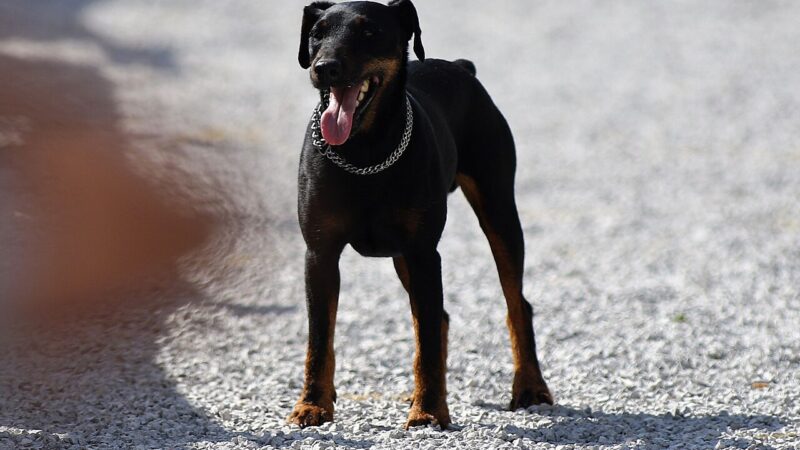 Chien de race Terrier de chasse allemand (jagdterrier)