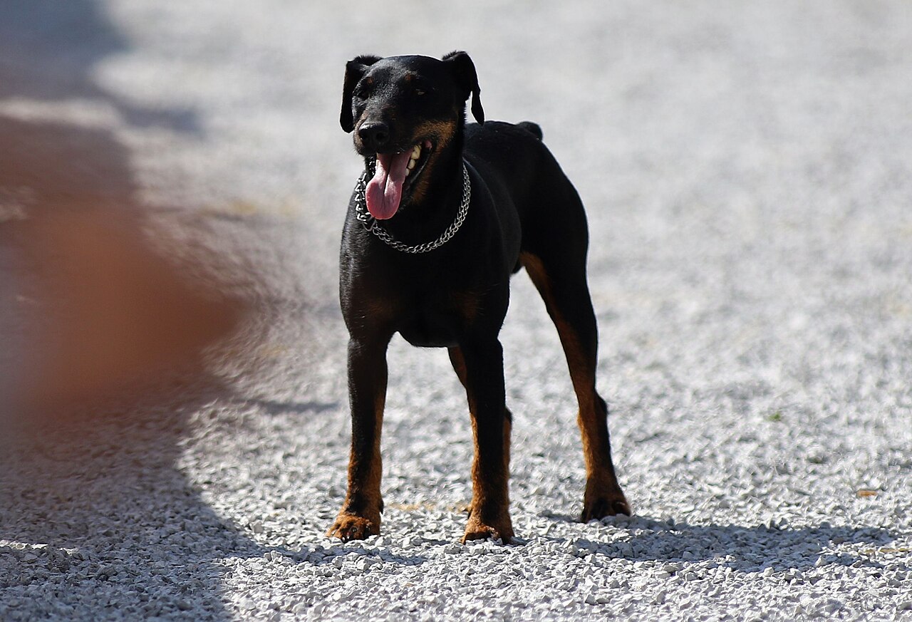 Terrier de chasse allemand (jagdterrier)