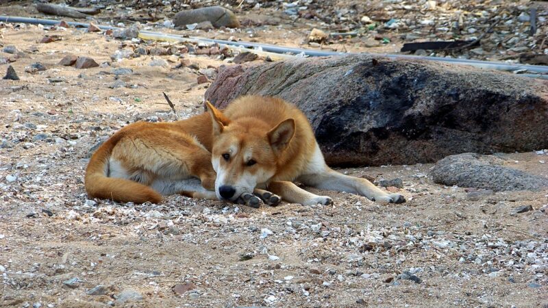 Jindo coréen