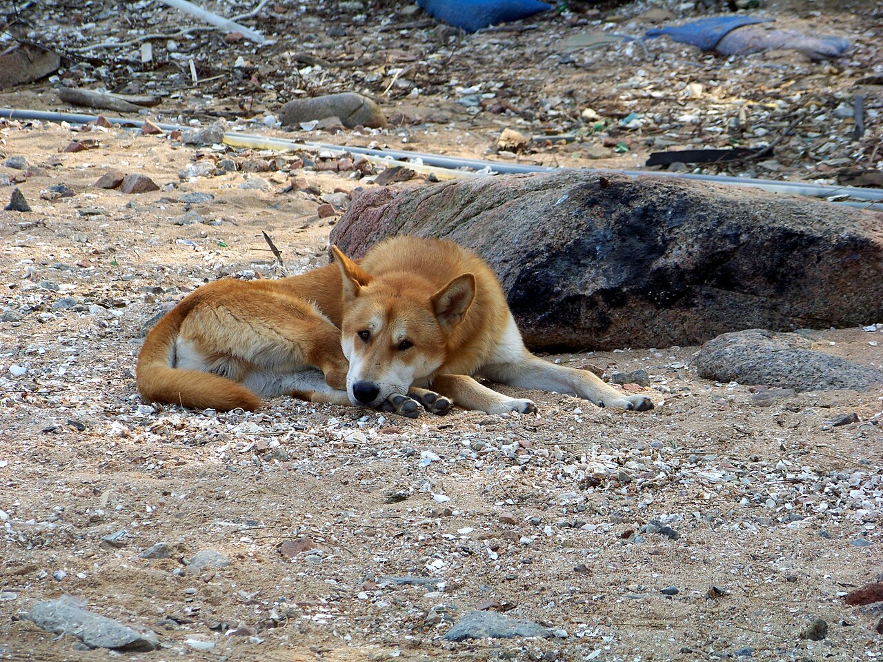 Jindo coréen