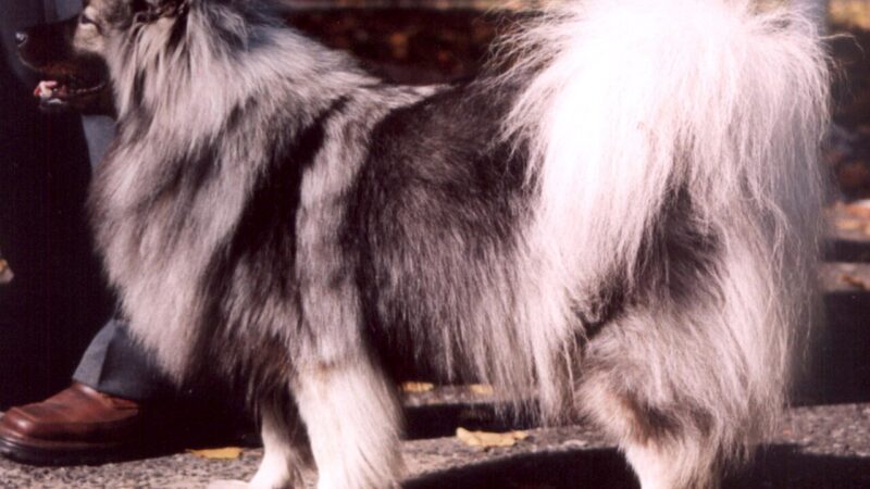 Spitz-loup (keeshond)